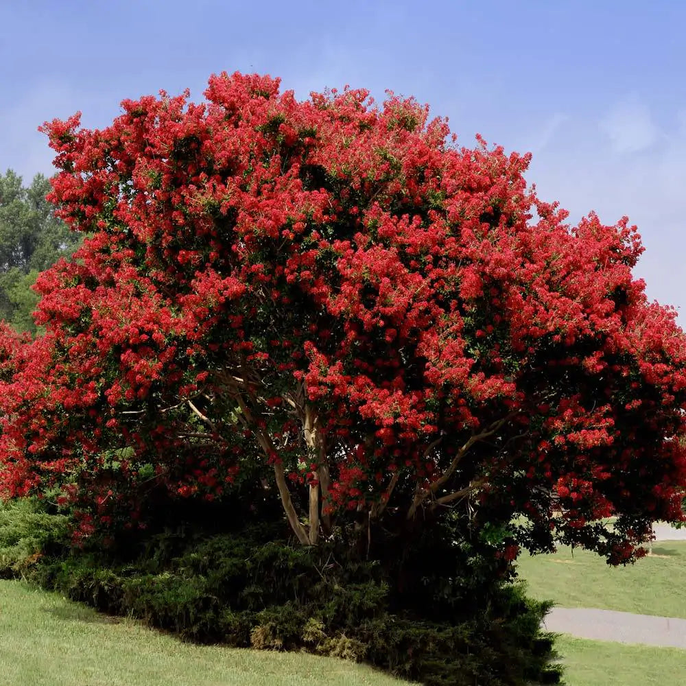 Indian bat "Dynamite" 1.00 - 1.20 m / Lagerstroemia Indica "Dynamite" /