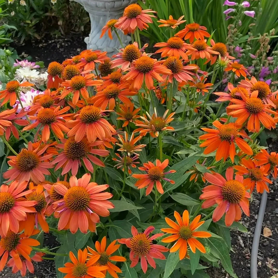 Echinacea purpurea "Lakota Orange" - Gradina Noastra