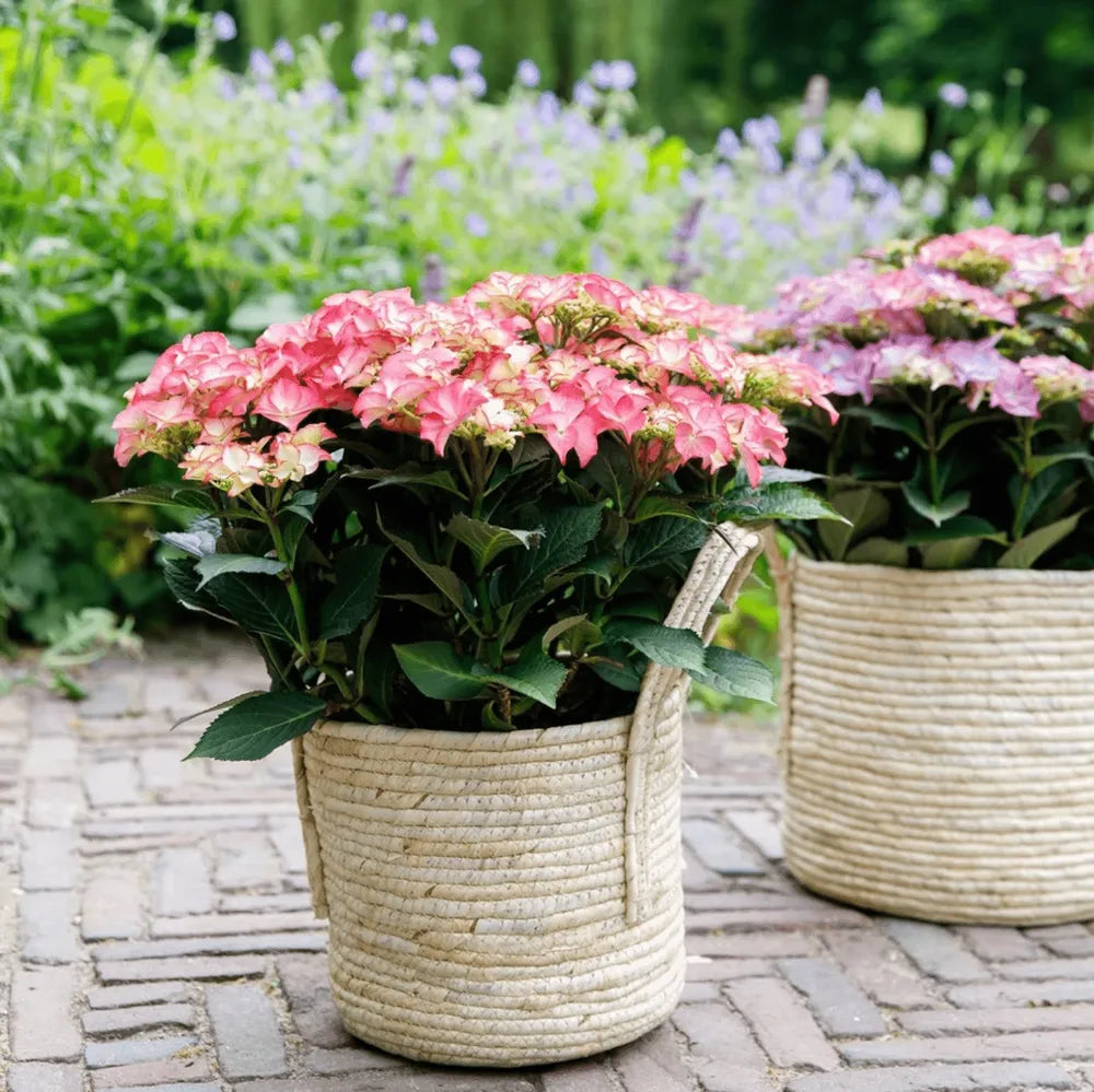 Hortensia "Tiffany" / Hydrangea macr. "Tiffany" /