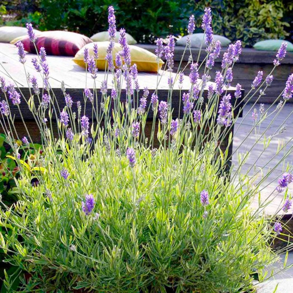 Lavanda "Platinum Blonde" 0.10 m / Lavandula angustifolia "Platinum Blonde"/ by gradina-noastra