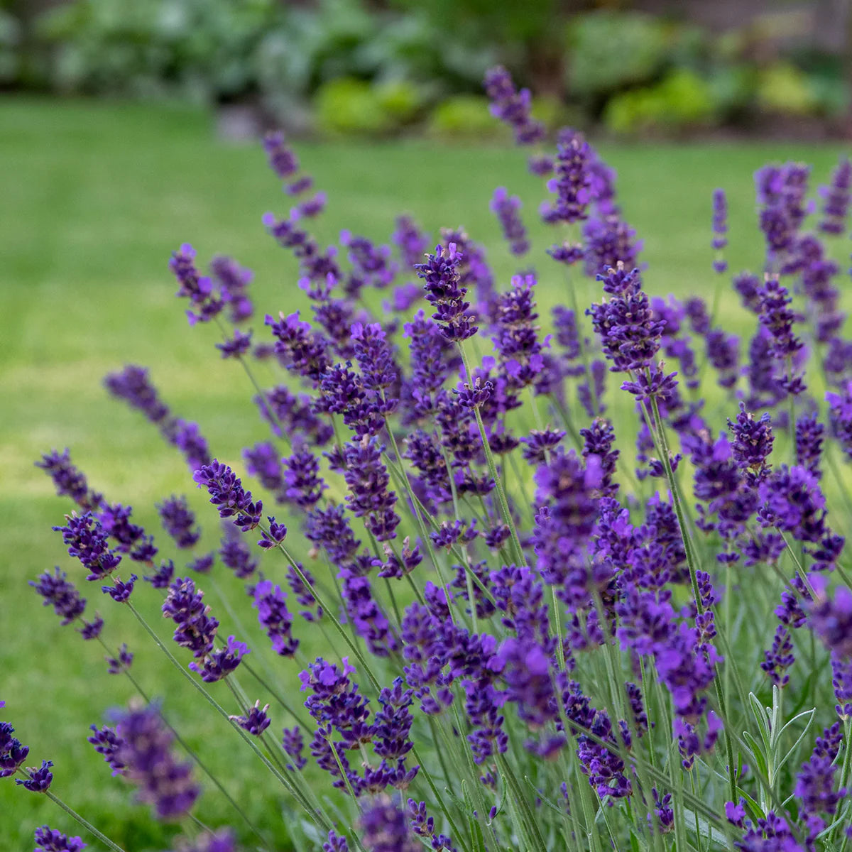 Lavanda Englezeasca "Hidicote" - / Lavanda angustifolia "Hidicote"/ by gradina-noastra