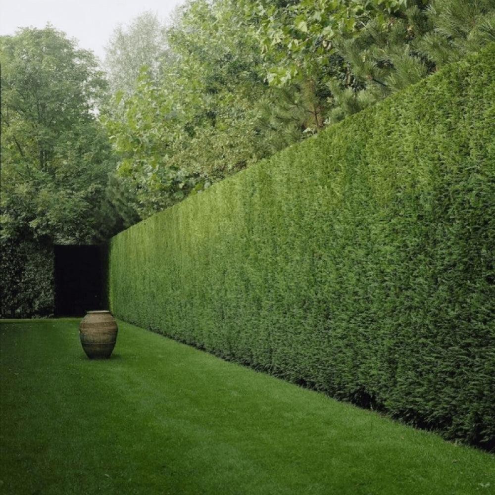 Gard viu înalt din Chiparos Leylandii, ramuri dense, formă conică, în grădină.