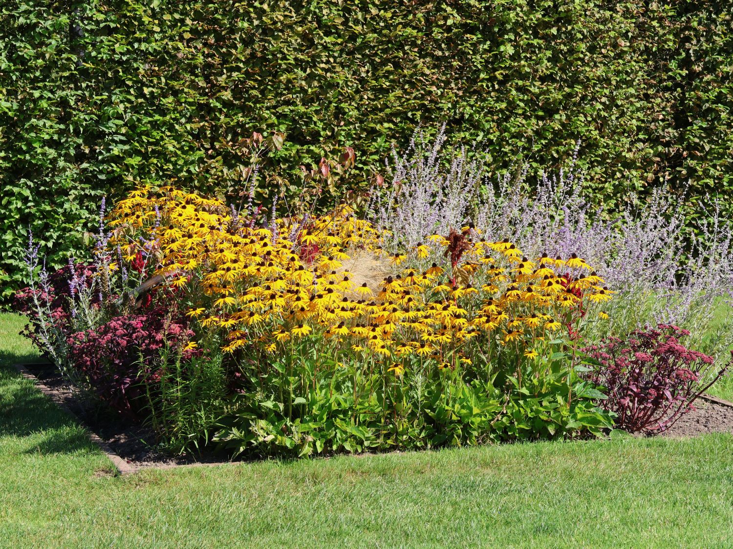 Rudbeckia fulgida Forever Gold’
