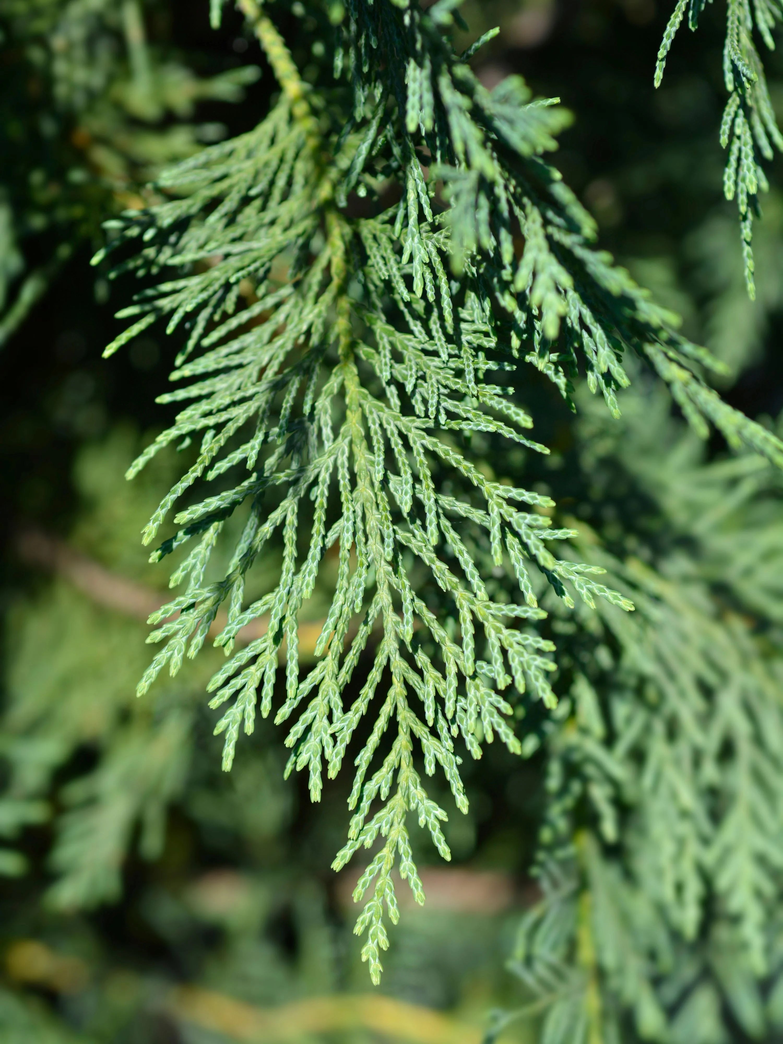 Chiparos leylandii pomisor / Cupressocyparis leylandii / - Gradina Noastra