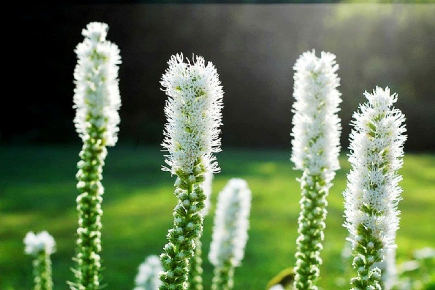 Liatris spicata "Alba" by Gradina Noastra