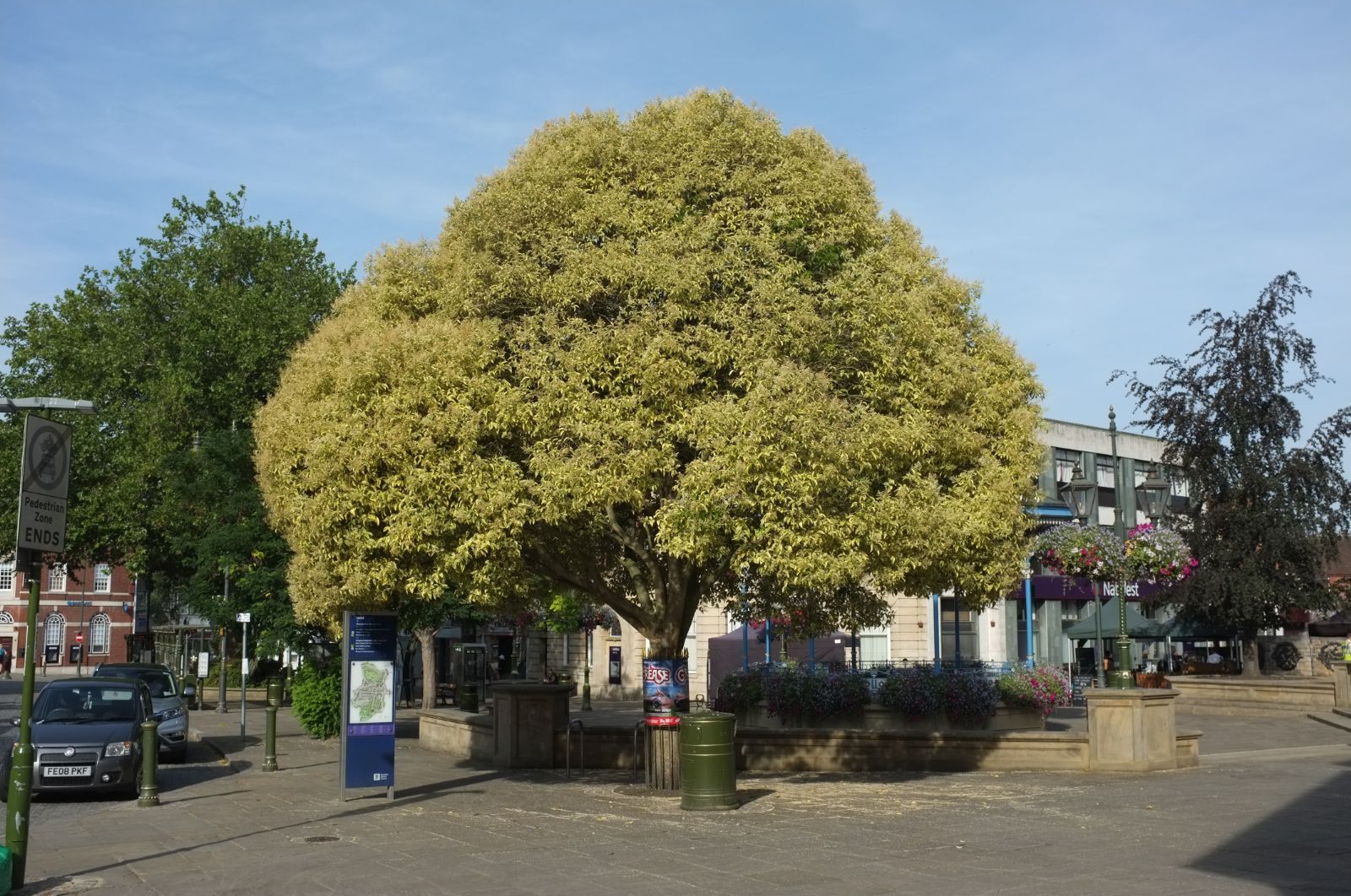 Lemn cainesc "Excelsum Superbum" multitulpinal 2.00 - 2.50 m / Ligustrum japonicum "Excelsum Superbum"/ by gradina-noastra