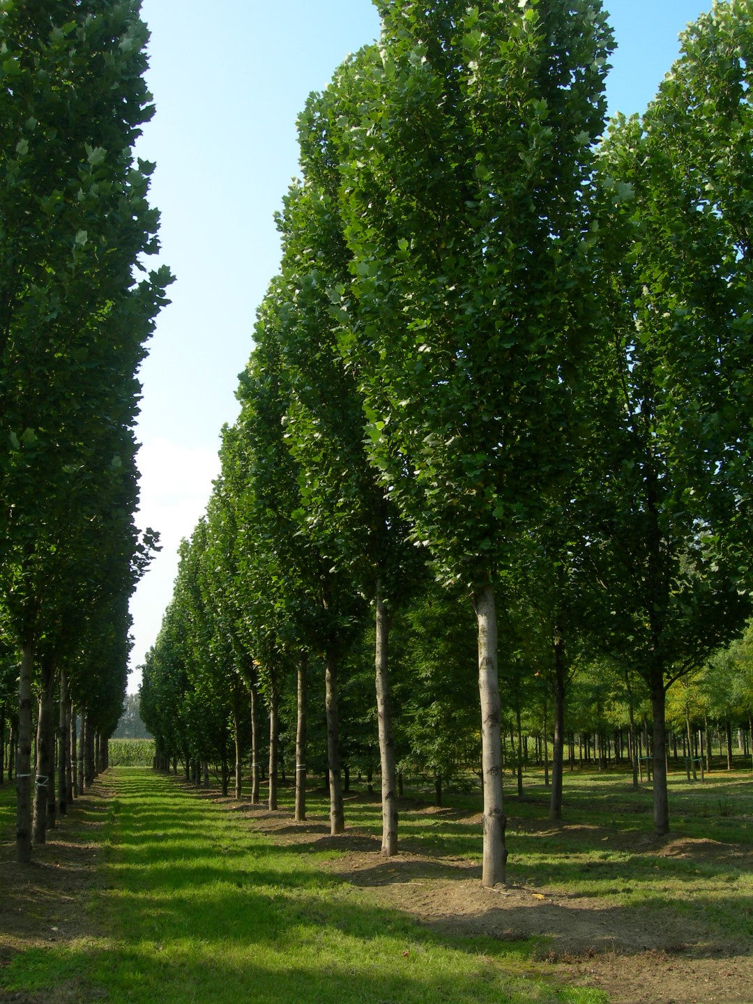 Arborele lalea columnar arbore / Liriodendron tulipifera "Fastigiata" / by gradina-noastra