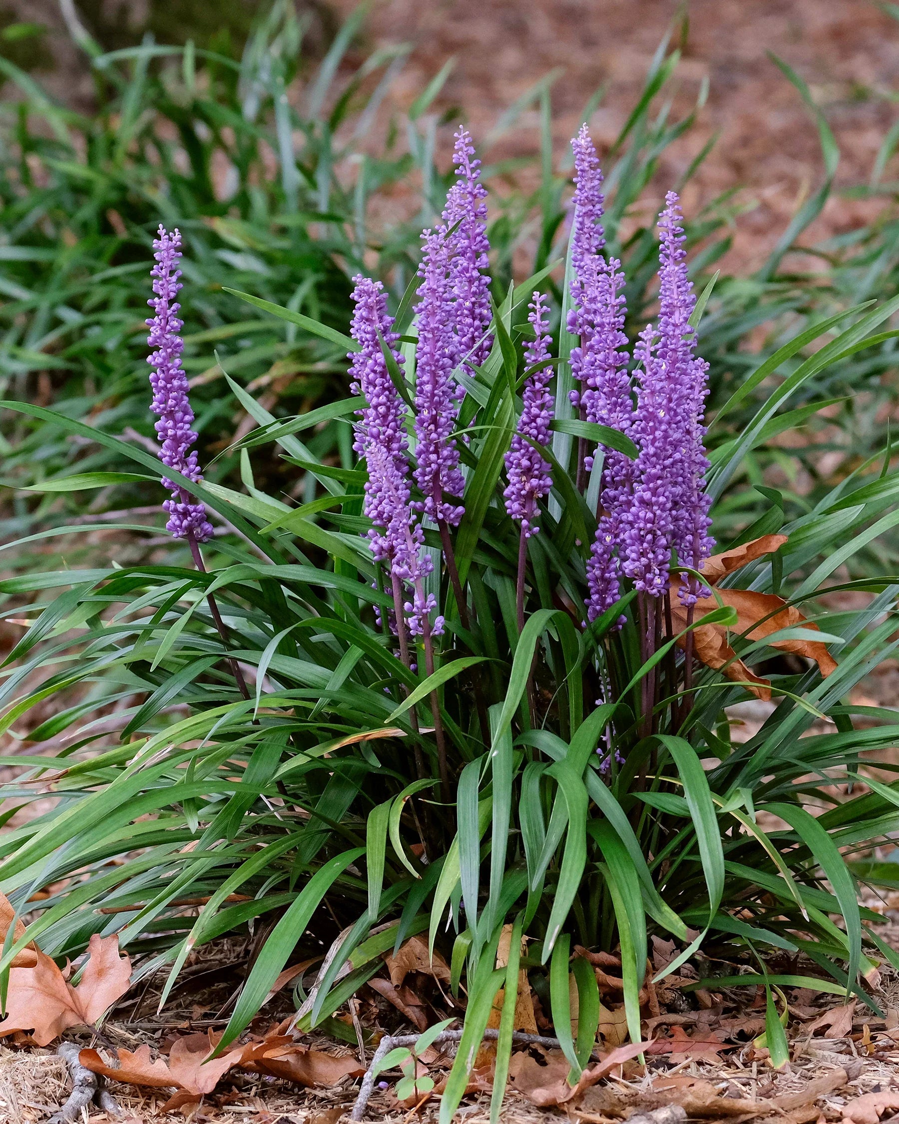 Liriope muscari "Royal Purple" by gradina-noastra
