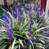 Liriope muscari "Okina" by gradina-noastra