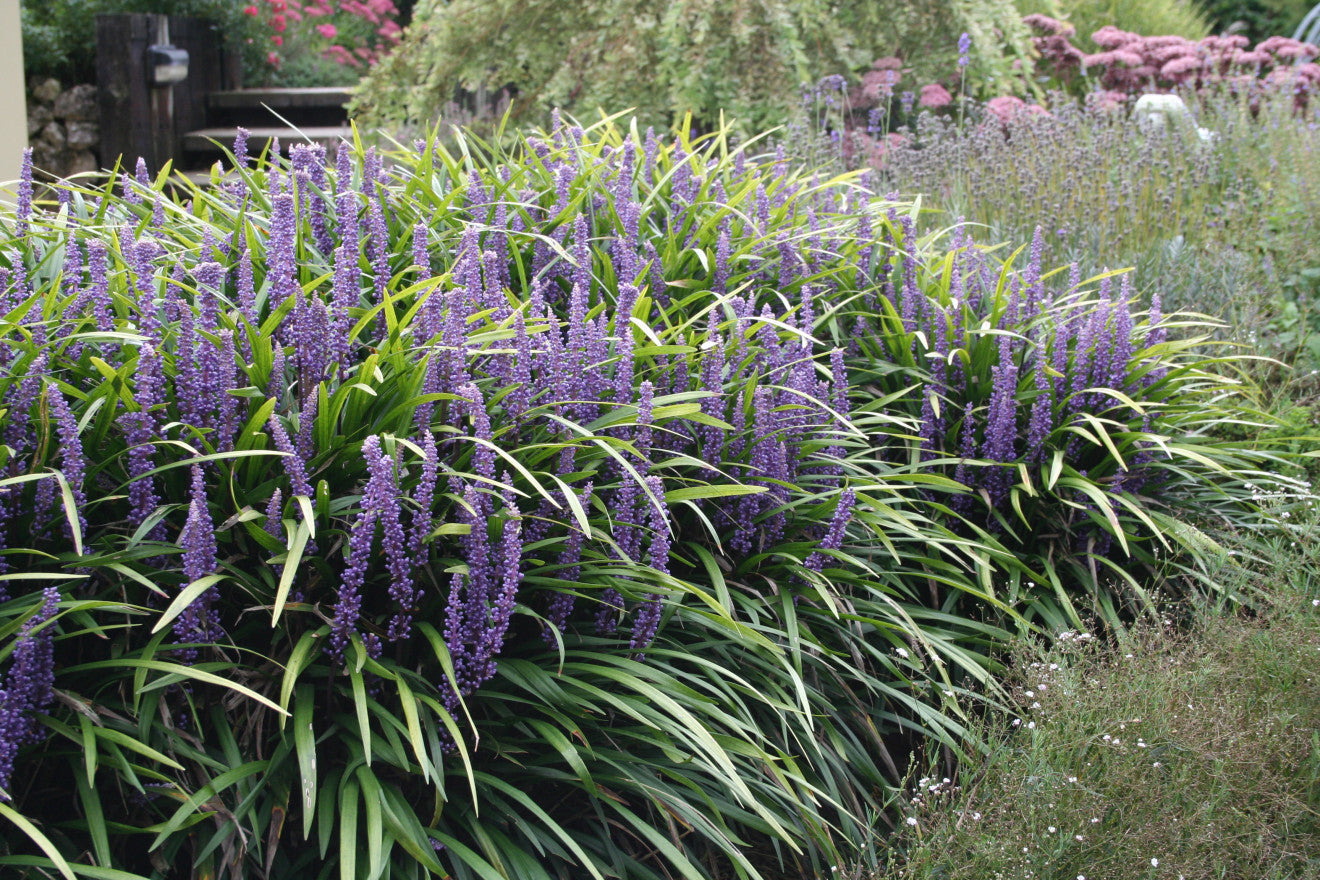 Liriope muscari "Ingwersen" - Gradina Noastra