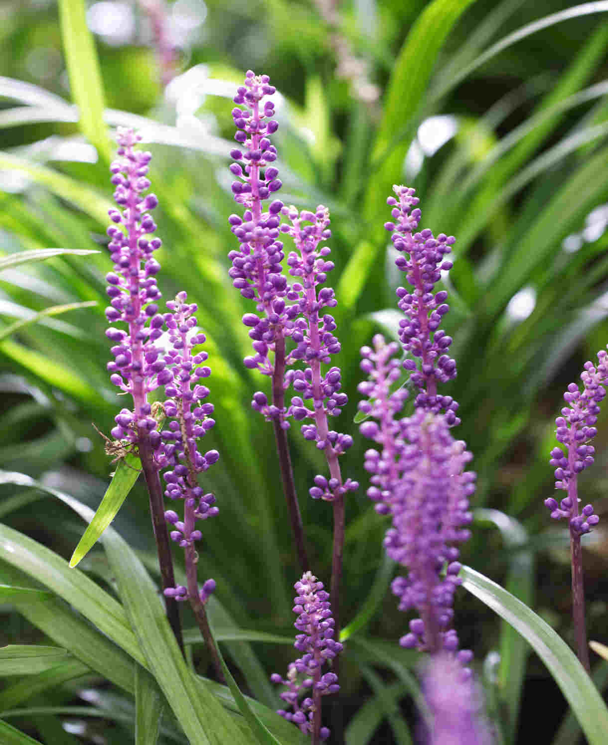 Liriope muscari "Ingwersen" by gradina-noastra