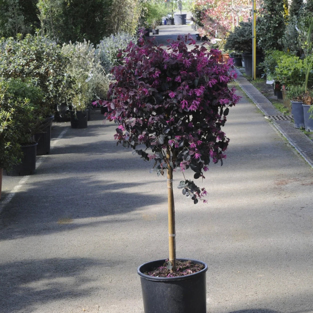 Loropetalum chinense Black Pearl 1.50 - 1.70 m / Loropetalum chinense "Black Pearl" / by gradina-noastra