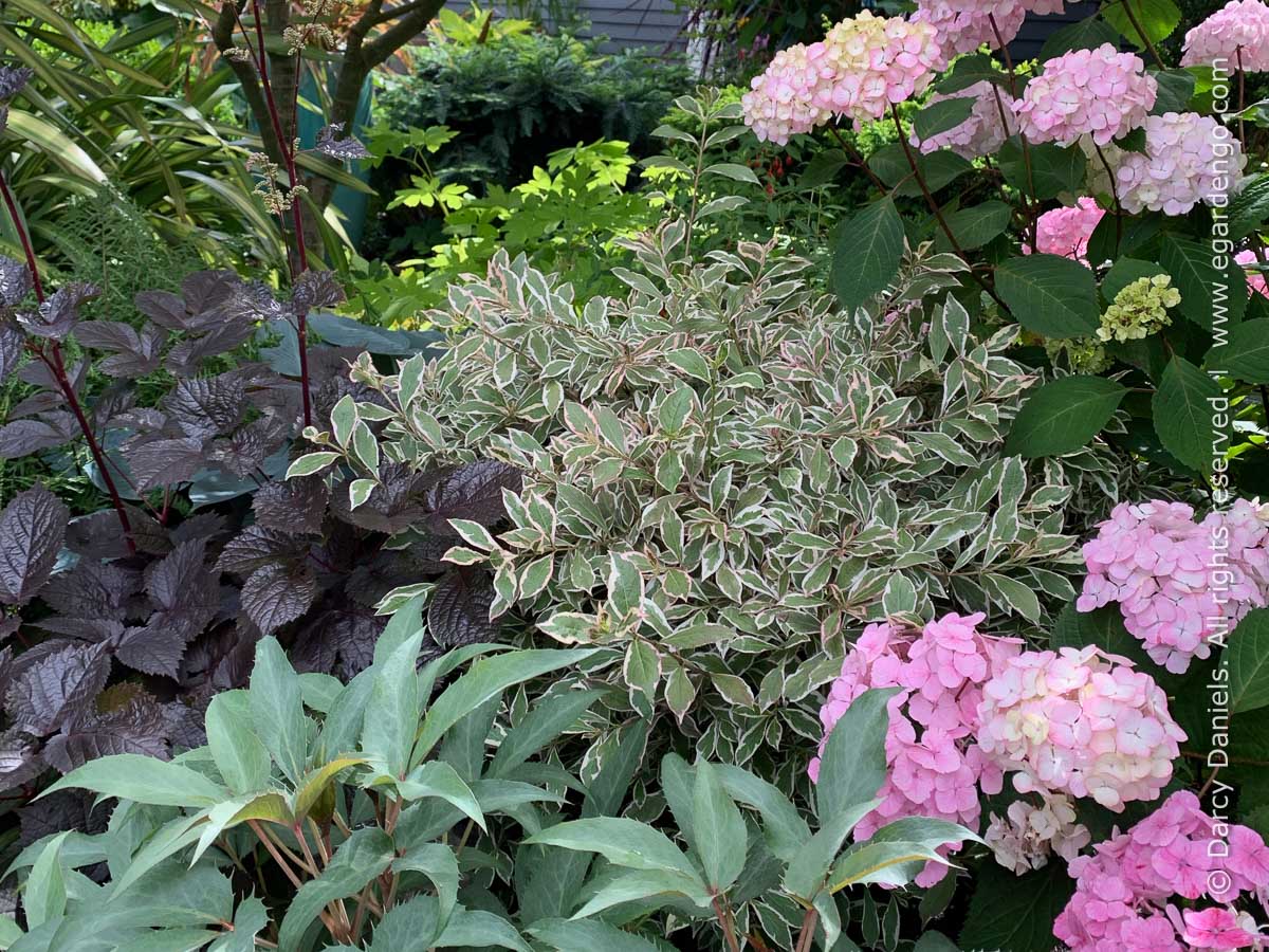 Astilbe thunbergii "Chocolate Shogun" 0.20 m by gradina-noastra