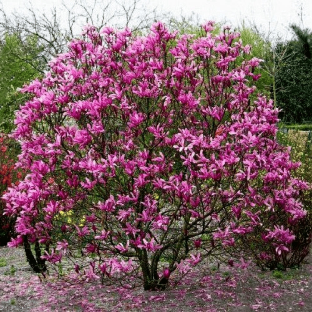 Magnolia "Susan" 1.00 - 1.20 m / Magnolia "Susan"/ by gradina-noastra