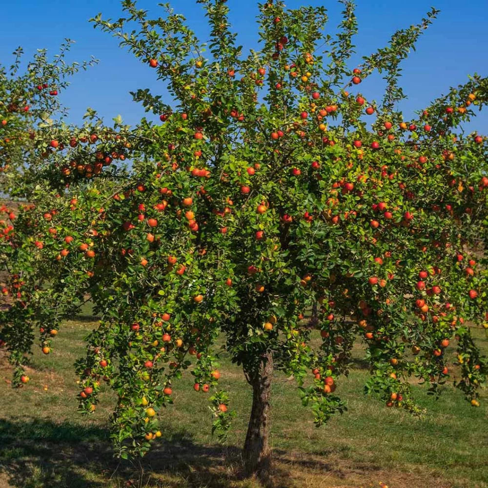 Mar "Gala" / Malus domestica „Gala” / - Gradina Noastra