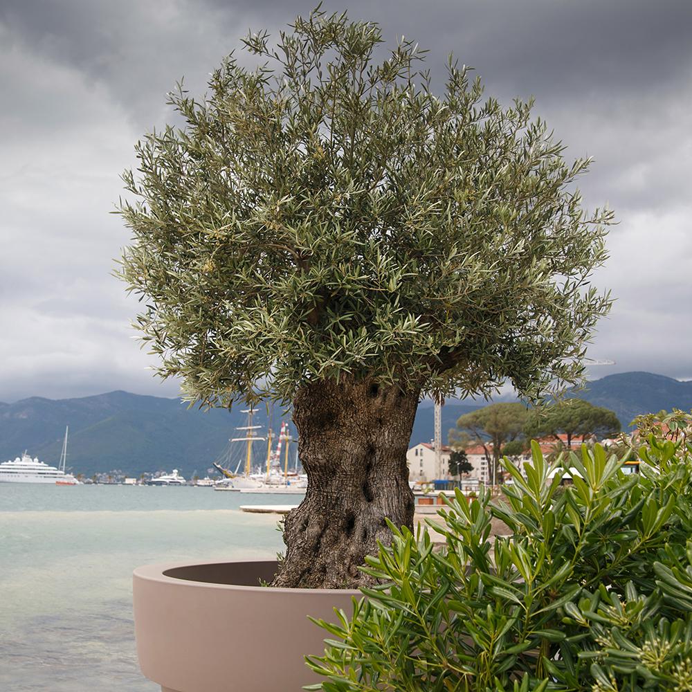 Maslin bonsai 1.50 - 2.00 m / Olea Europaea/ by gradina-noastra