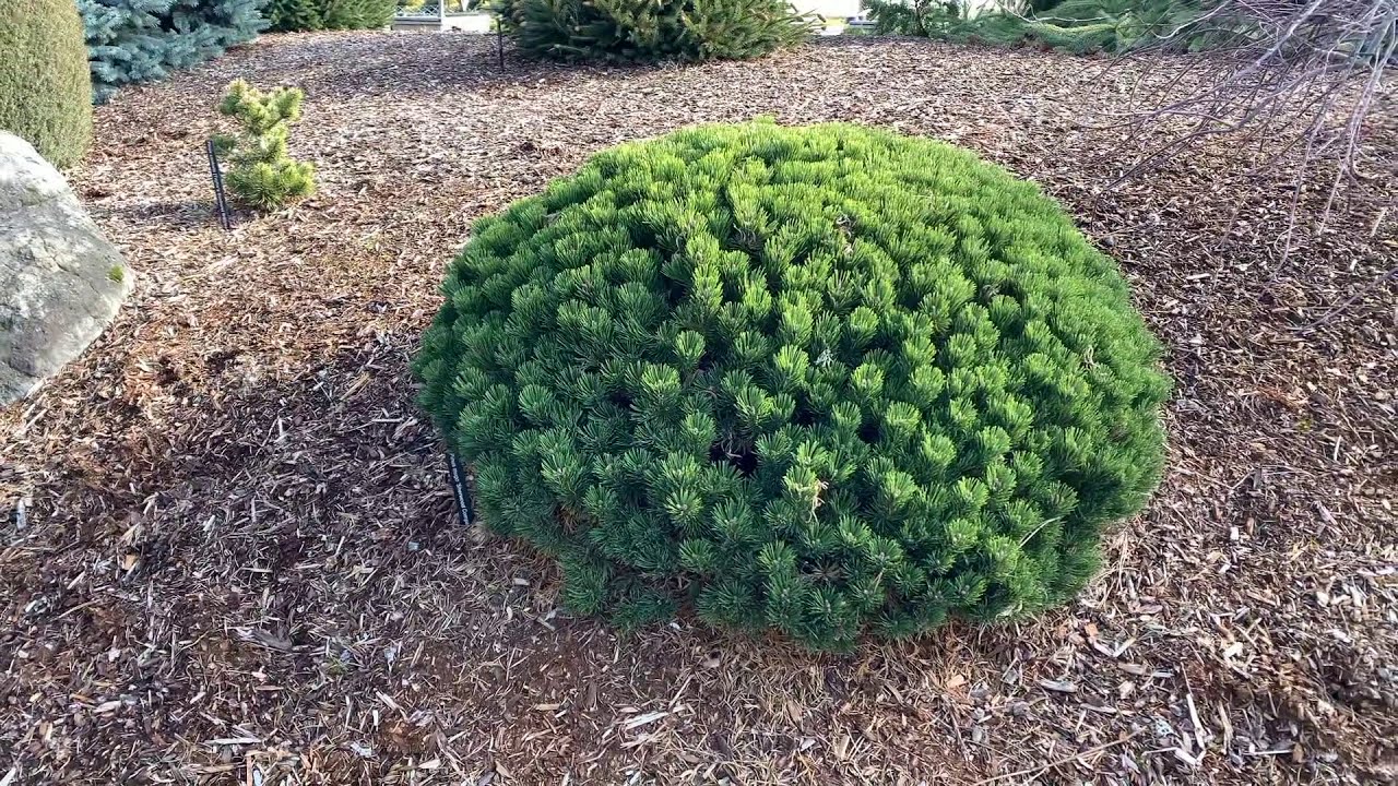 Pin pitic "Sherwood Compact" 0.20 - 0.25 m / Pinus mugo "Sherwood Compact"/ by gradina-noastra