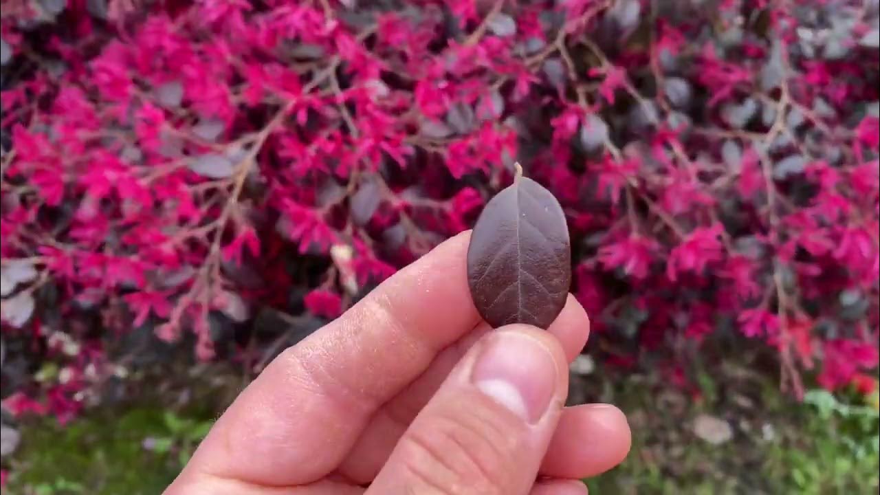 Loropetalum chinense Black Pearl minge 0.70 - 1.00 m / Loropetalum chinense "Black Pearl" / by gradina-noastra