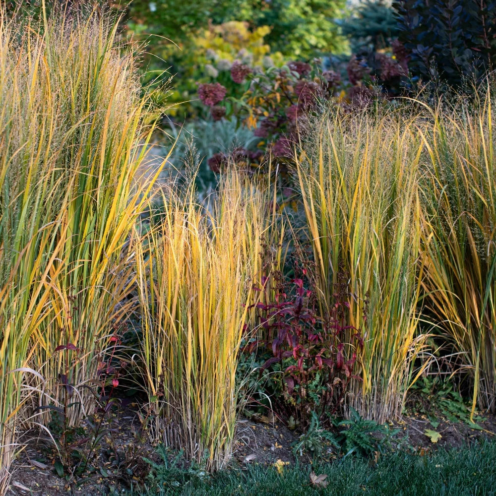 Panicum virgatum "Heavy Metal" - Gradina Noastra