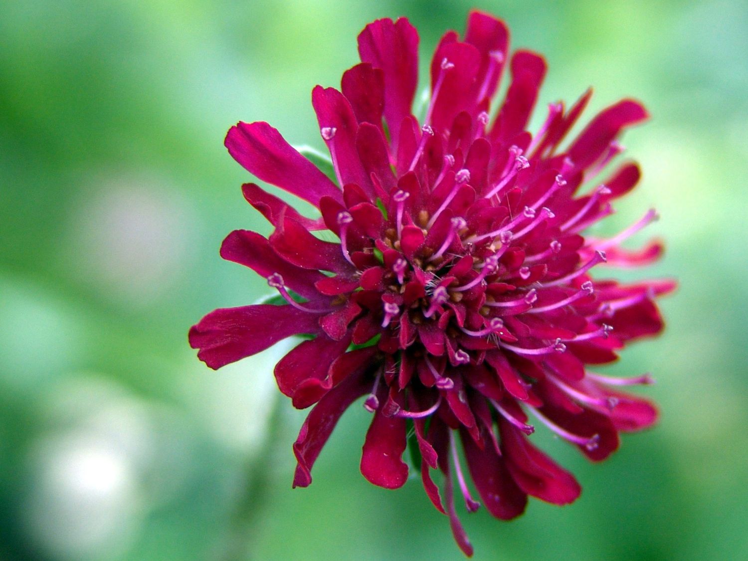 Knautia macedonica "Red Knight" - Gradina Noastra
