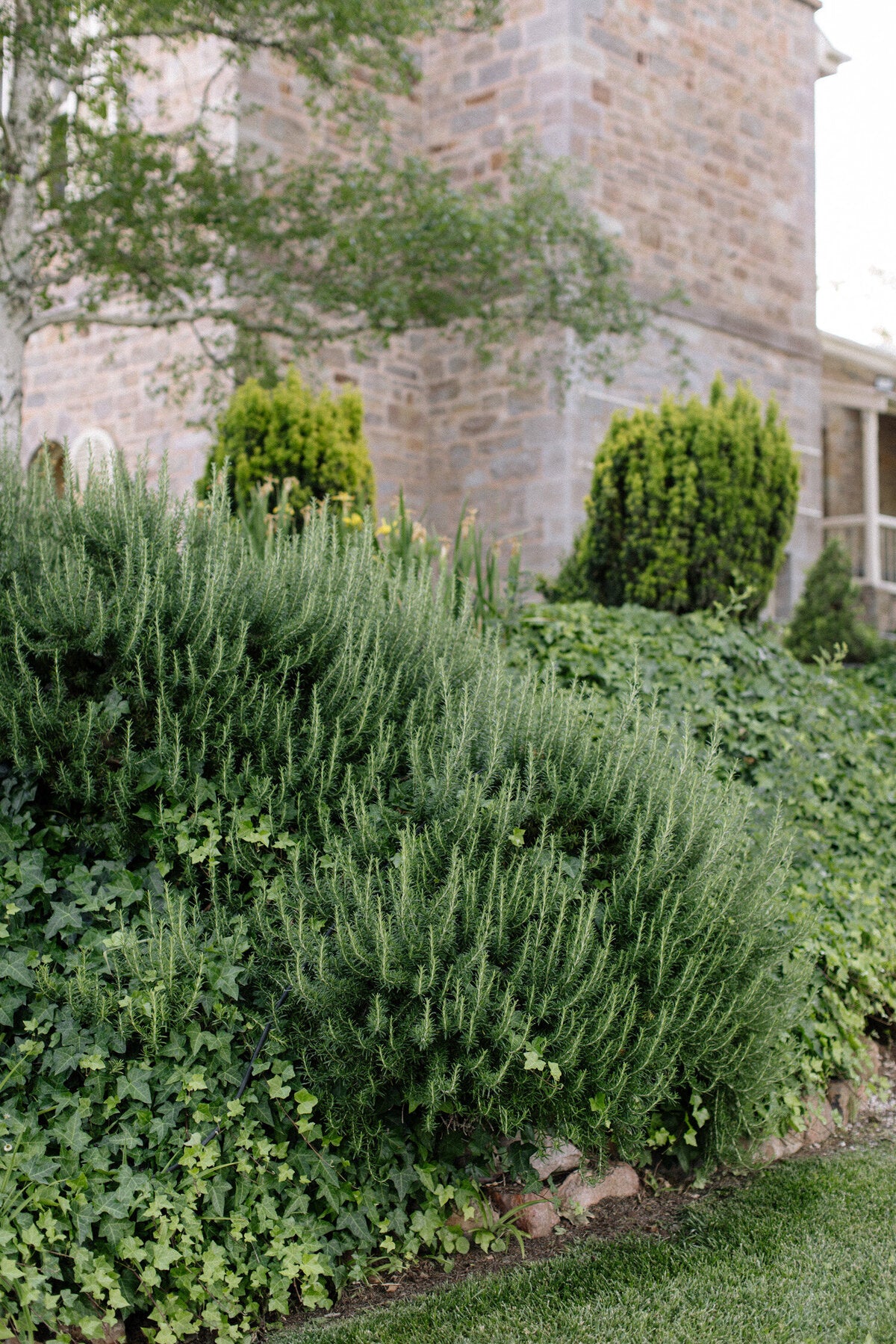 Rozmarin „Boule” / Rosmarinus officinalis „Boule”/