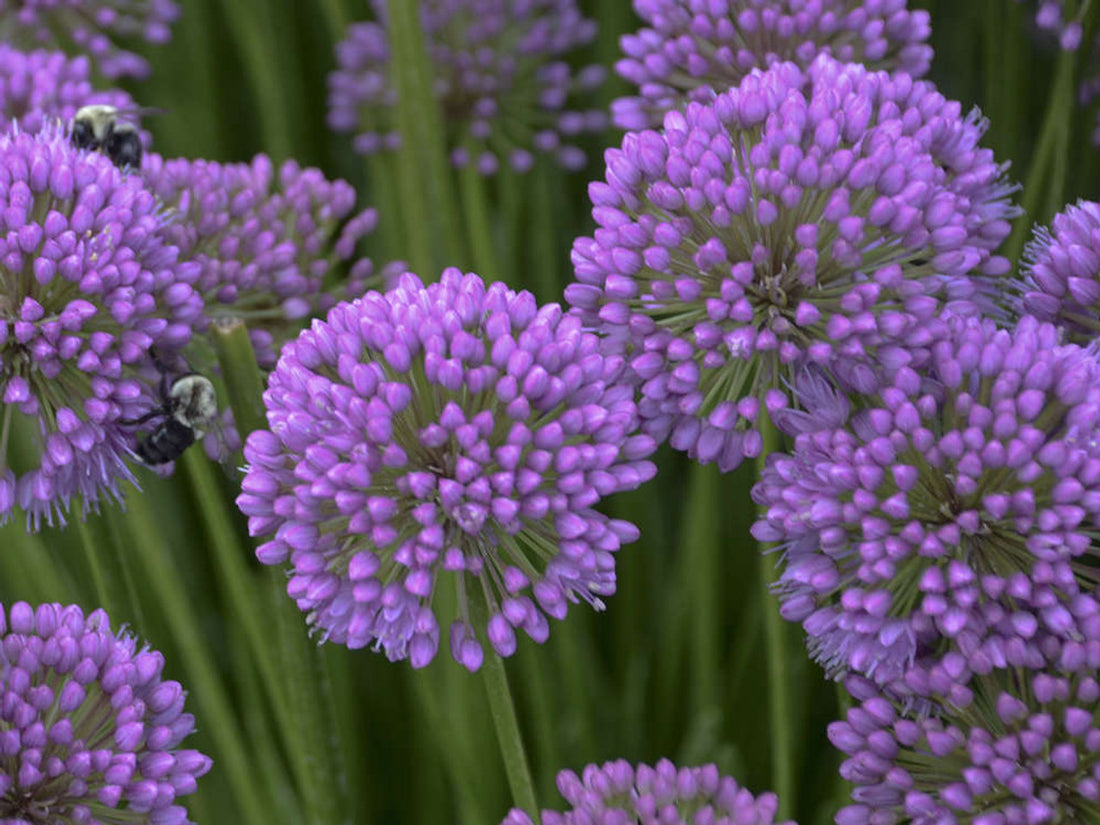 Allium"Millenium" 0.10 - 0.20 m by Gradina Noastra