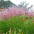 Iarba elefantului "Flamingo" 0.20 - 0.30 m /Miscanthus sinensis Flamingo/ - Gradina Noastra