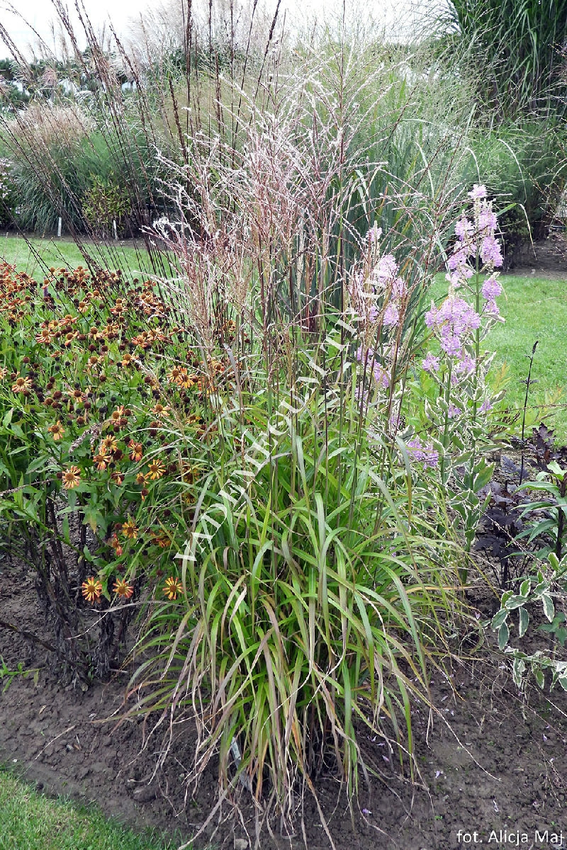 Iarba elefantului "Navajo" 0.20 - 0.30 m /Miscanthus sinensis "Navajo"/ by gradina-noastra