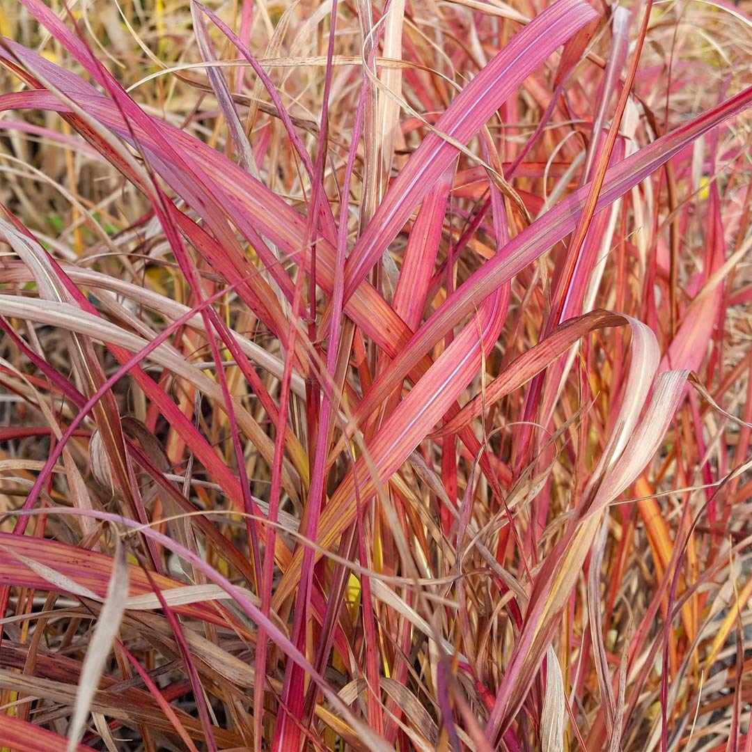 Iarba elefantului "Navajo" /Miscanthus sinensis "Navajo"/ - Gradina Noastra
