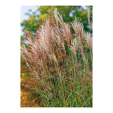 Iarba elefantului "Punktchen" 0.20 - 0.30 m / Miscanthus sinensis "Punktchen" / by gradina-noastra
