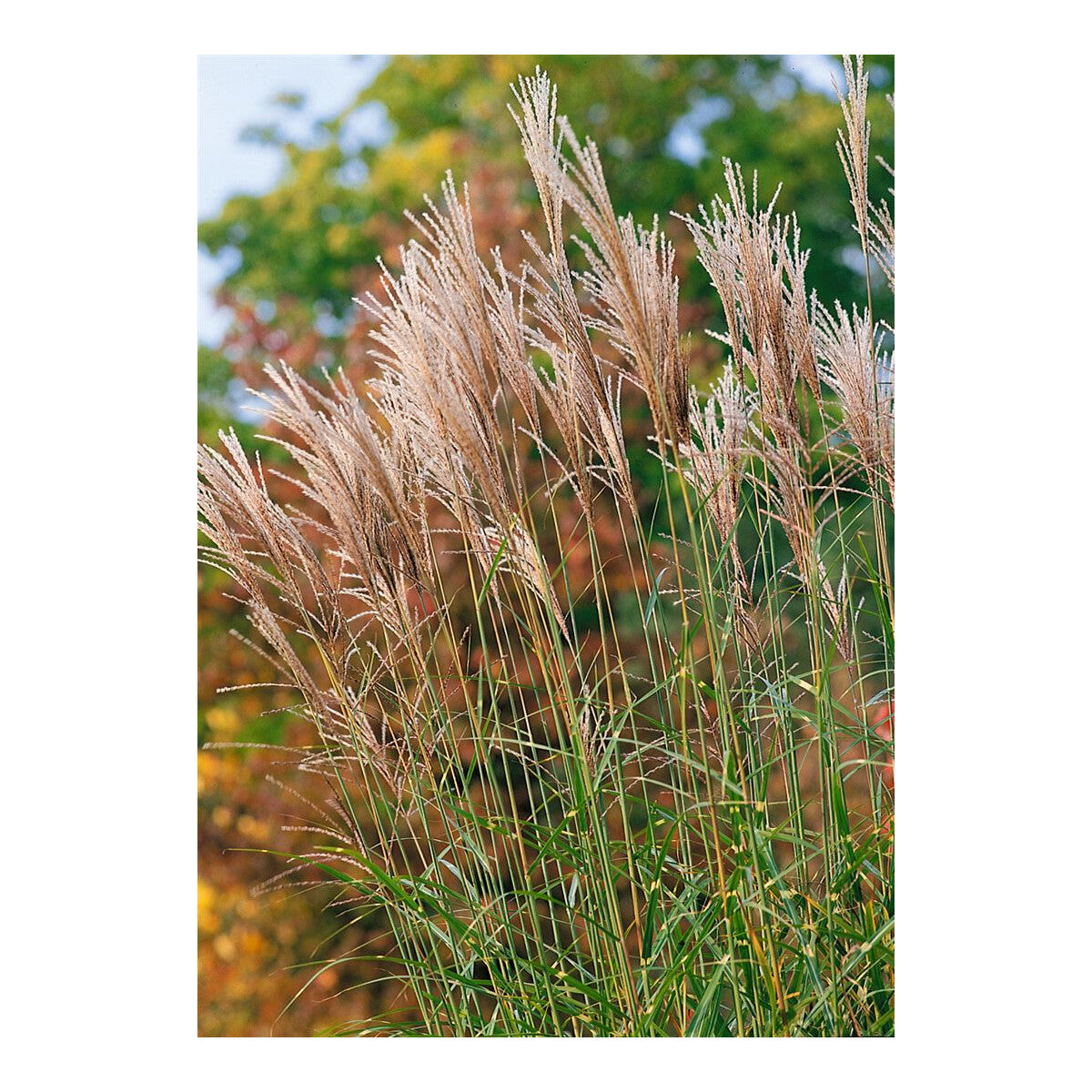 Iarba elefantului "Punktchen" 0.20 - 0.30 m / Miscanthus sinensis "Punktchen" / by gradina-noastra