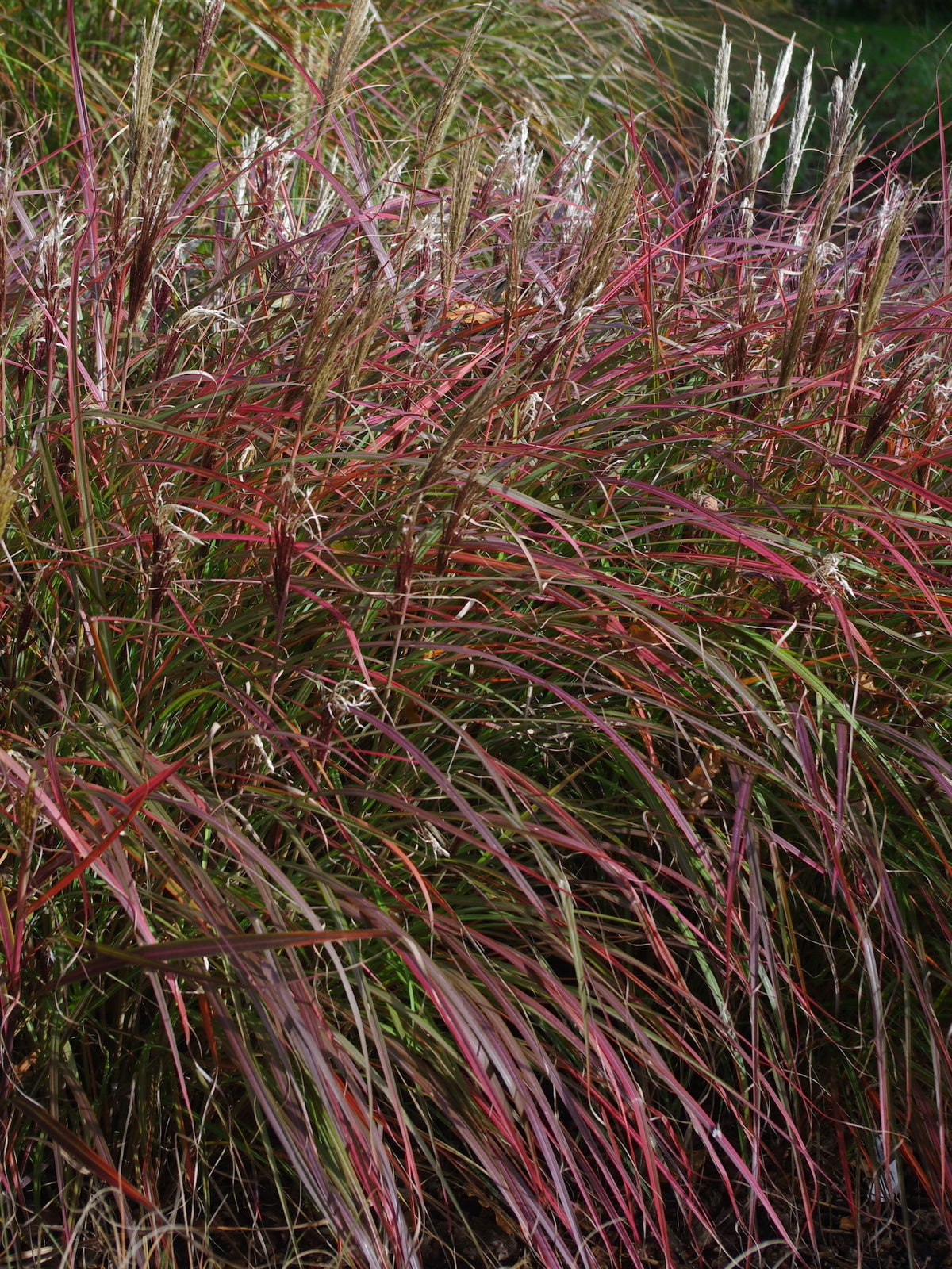Iarba elefantului "Red Chief" / Miscanthus sinensis "Red Chief" /