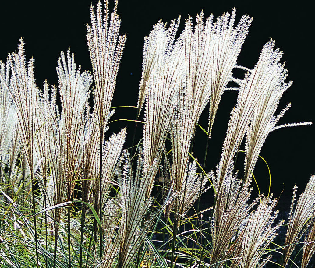 Iarba elefantului "Kleine Fontaine" 0.20 - 0.30 m / Miscanthus sinensis "Kleine Fontaine" / by gradina-noastra