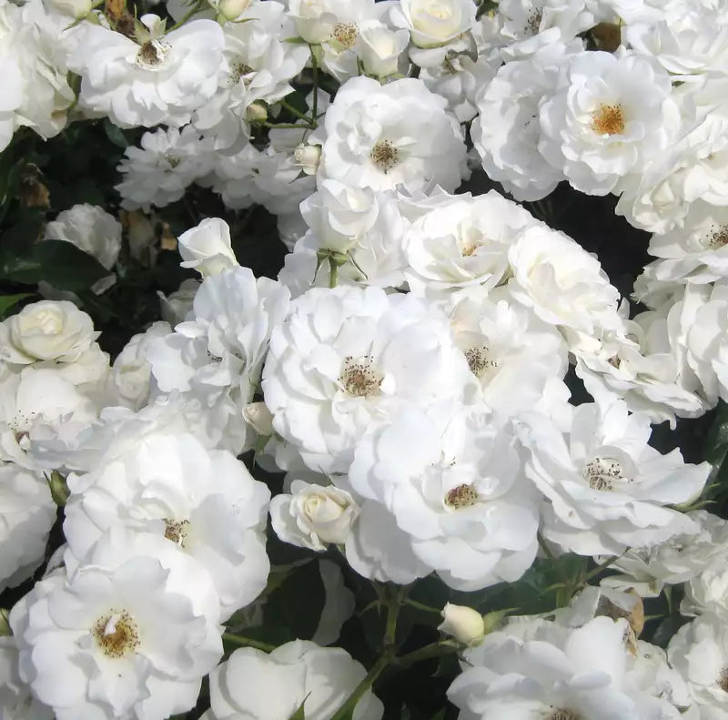 Trandafir pe picior "Schneewittchen" 1.20 - 1.30 m (Rosa "Schneewittchen") by Gradina Noastra