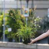 Molinia caerulea "Poul Petersen" by gradina-noastra