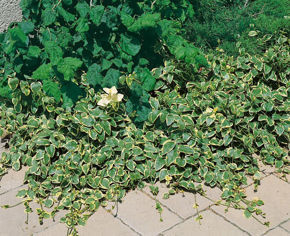 Vinca major "Variegata"