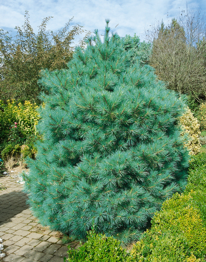 Pin strob / Pinus strobus /