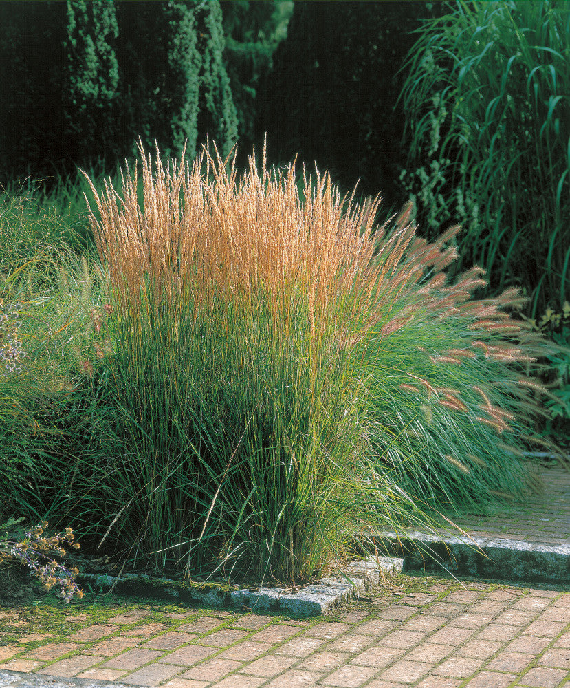 Calamangrostis „Overdam” / Calamangrostis acutiflora „Overdam” / - Gradina Noastra