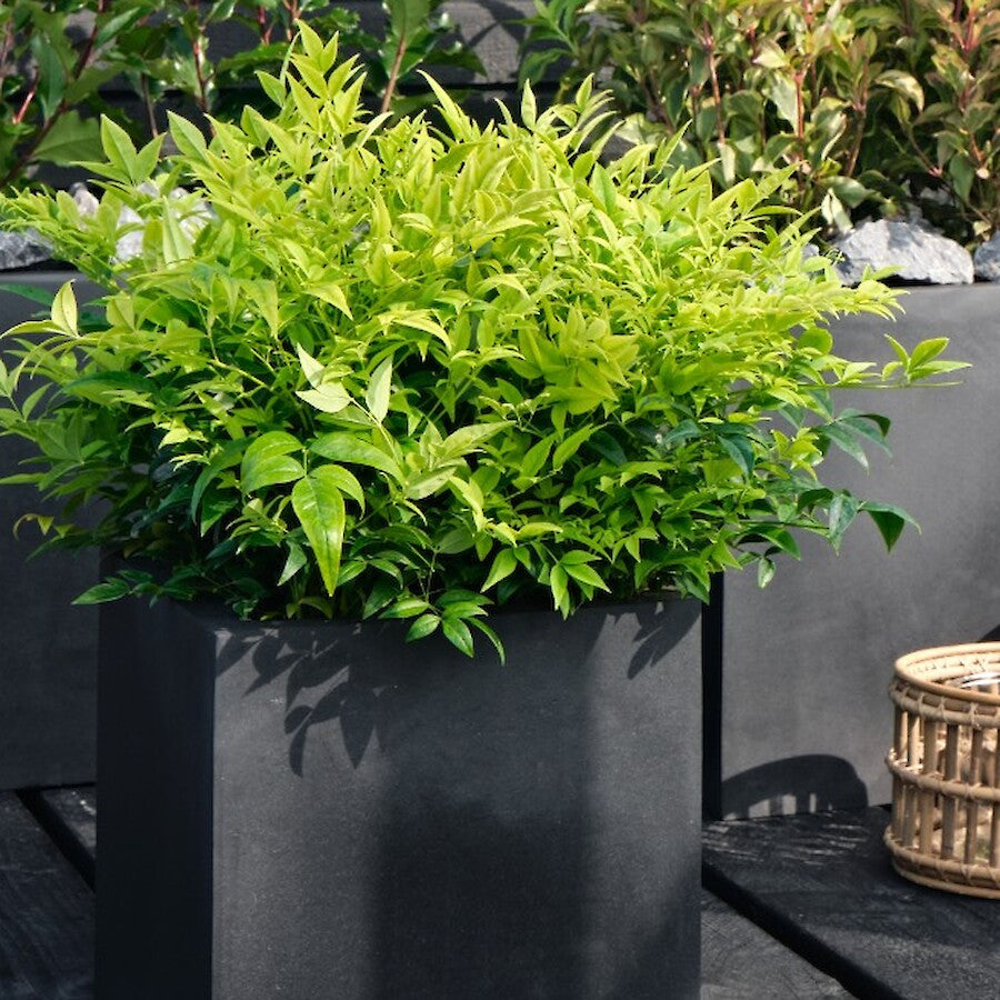 Bambus sfant " Magical " / Nandina domestica "Magical"/