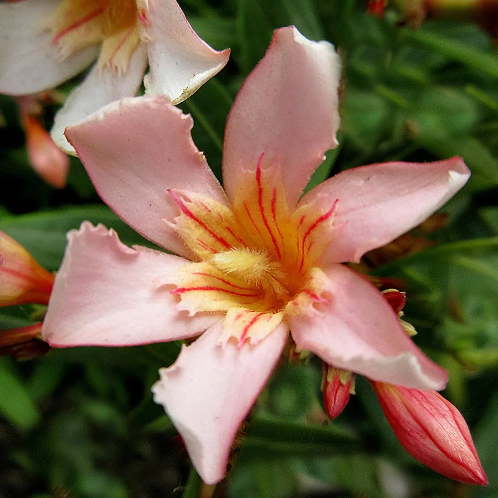 Leandru tufa diferite culori / Nerium oleander/ by gradina-noastra