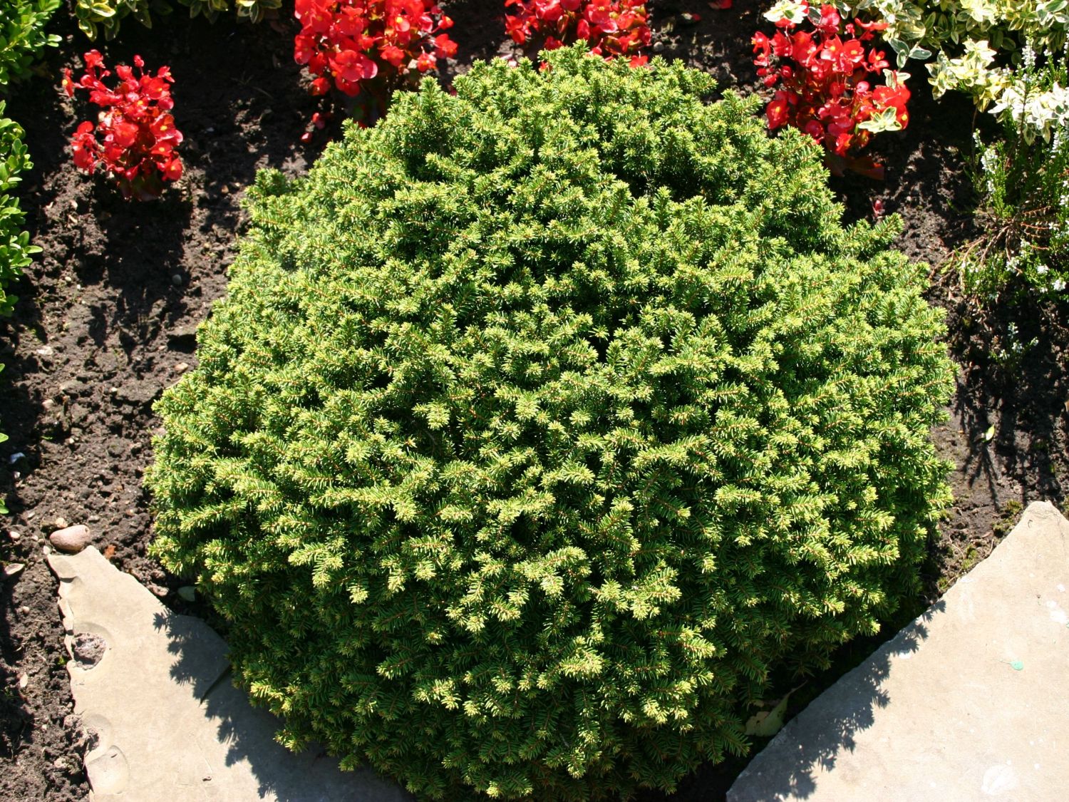 Molid "Little Gem " / Picea abies &