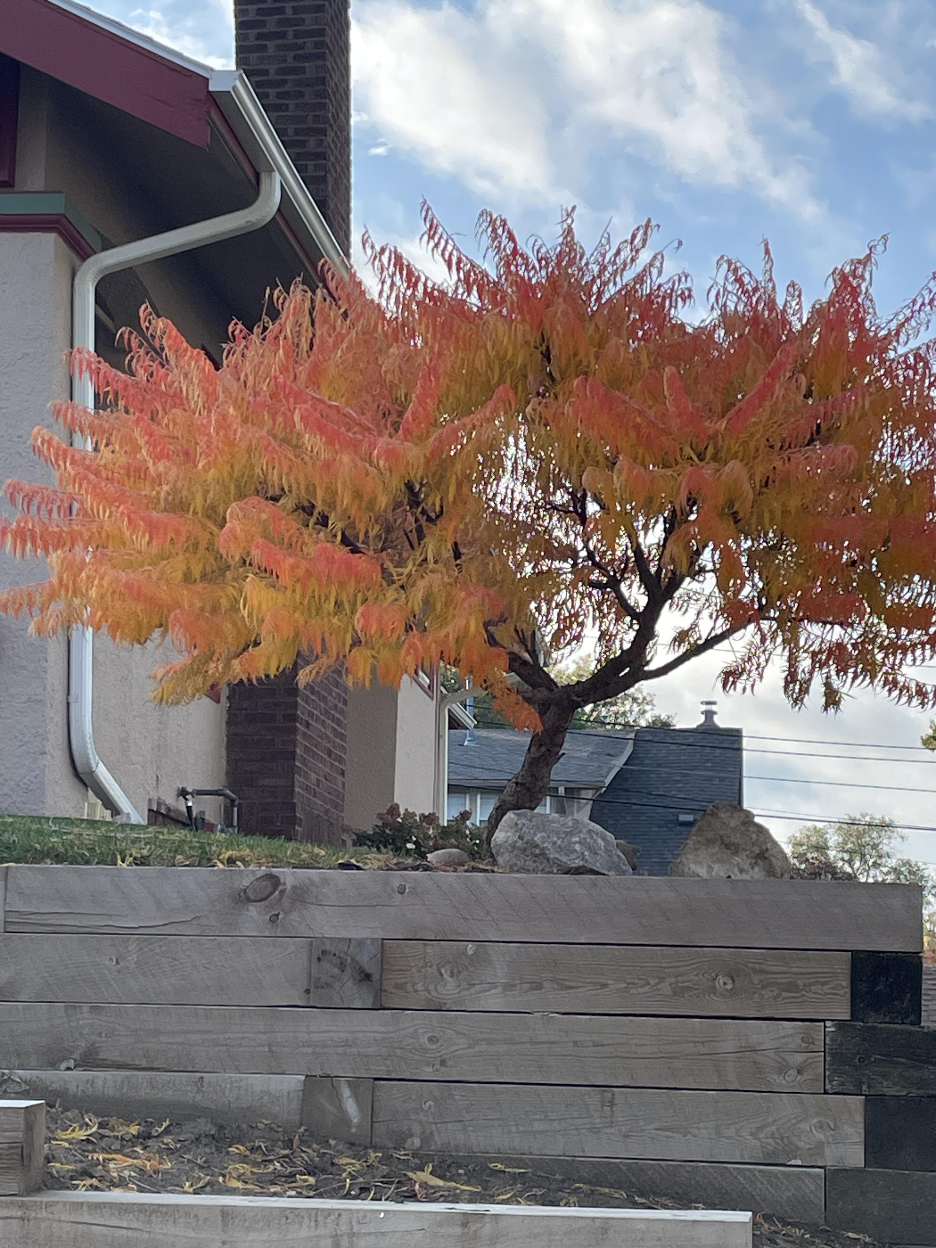 Otetar rosu "Dissecta" / Rhus typhina "Dissecta" / - Gradina Noastra