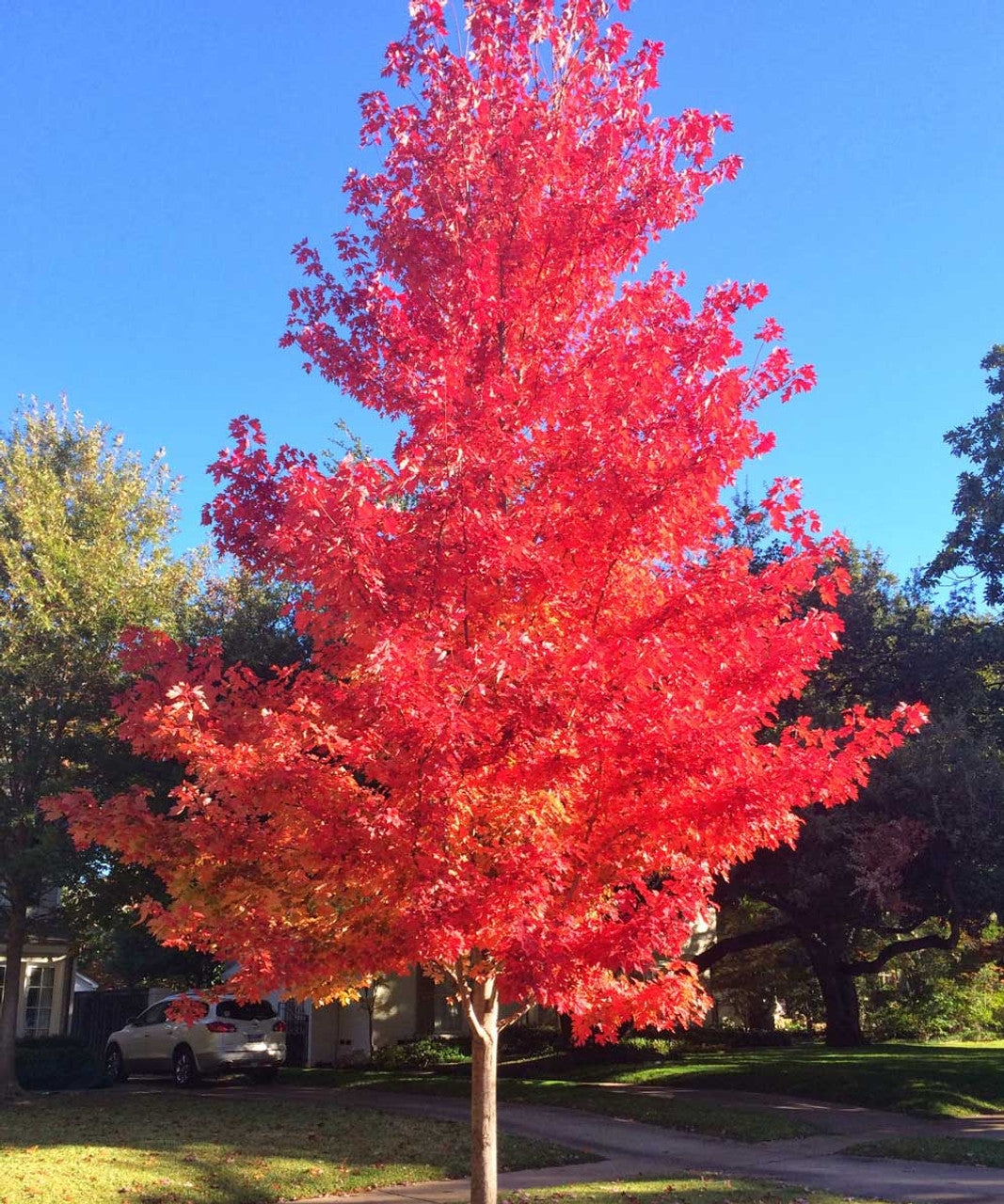 Artar rosu „October Glory” 2.00 - 2.50 m / Acer rubrum „October Glory”/ by gradina-noastra