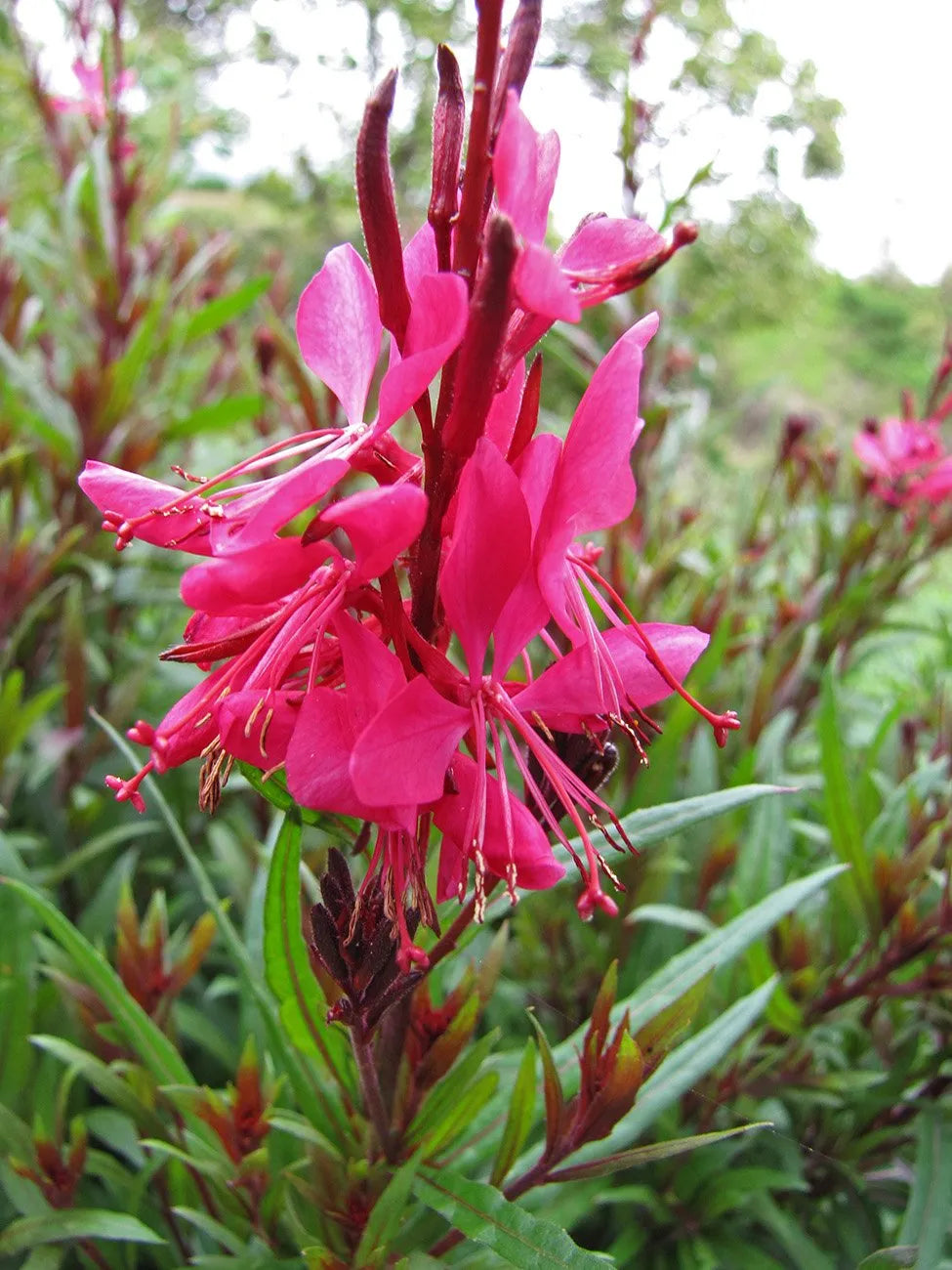 Gaura lindheimeri "Gaudi Red" - Gradina Noastra