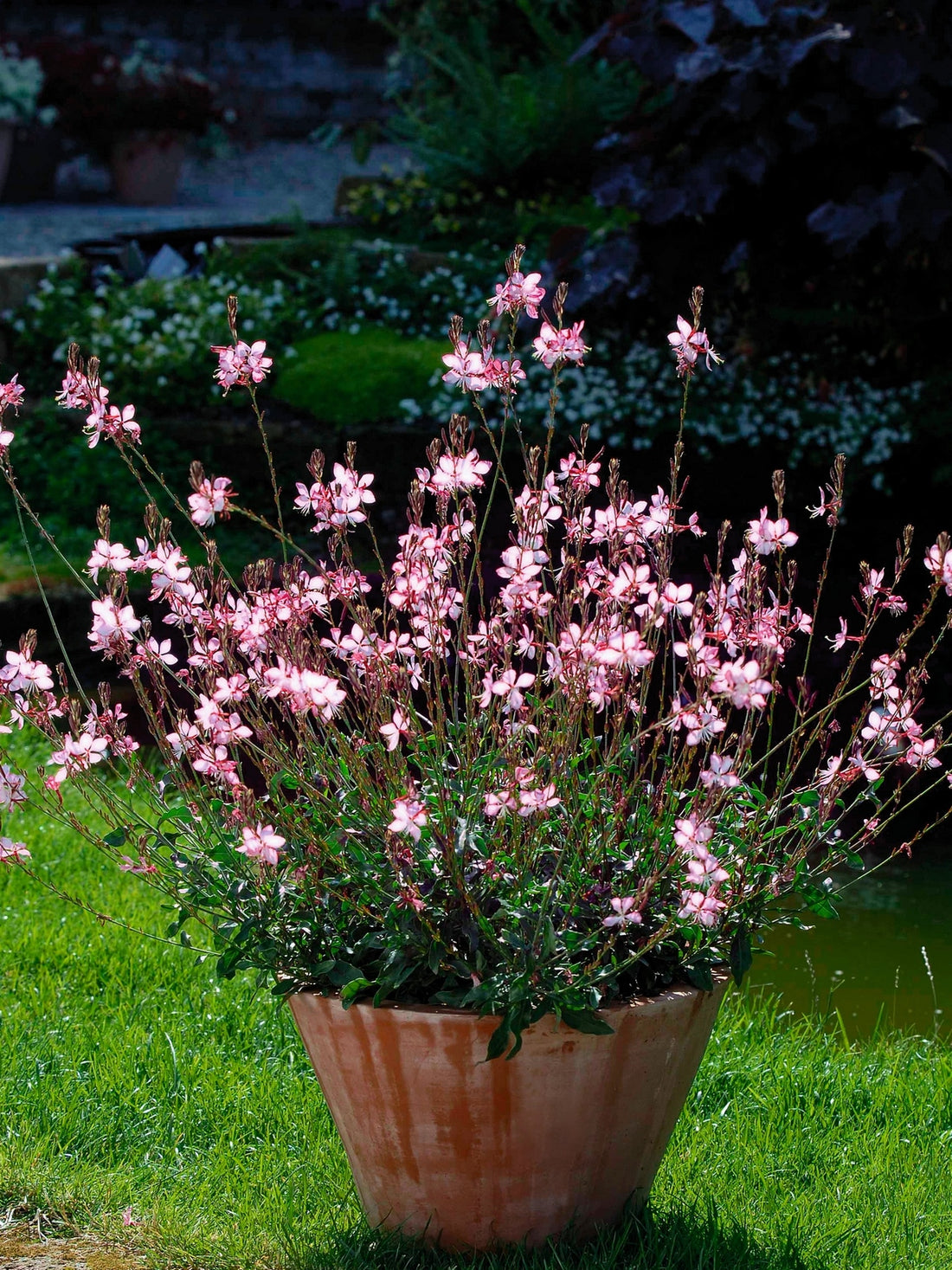 Gaura lindheimeri "Rosy Jane" by Gradina Noastra