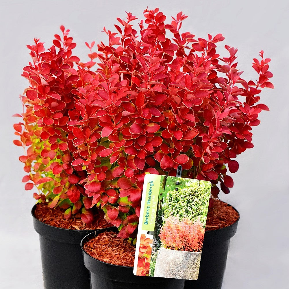 Dracila "Orange Ice" / Berberis thunbergii "Orange Ice"/ by gradina-noastra