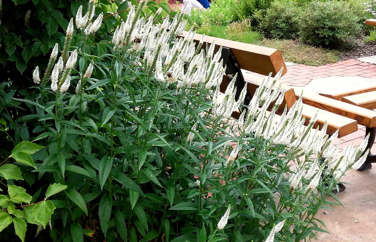 Veronica spicata "First Lady"