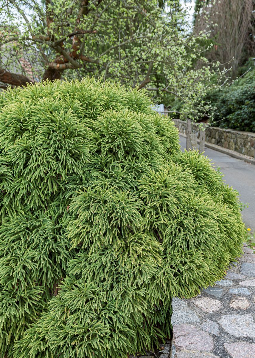 Cryptomeria "Globosa Nana" / Cryptomeria jap. "Globosa Nana"/ - Gradina Noastra