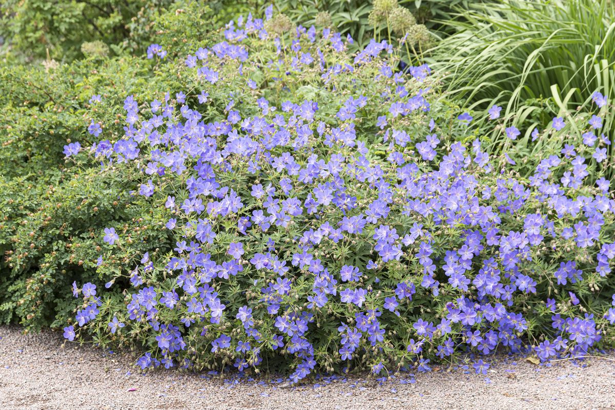 Geranium "Brookside" - Gradina Noastra