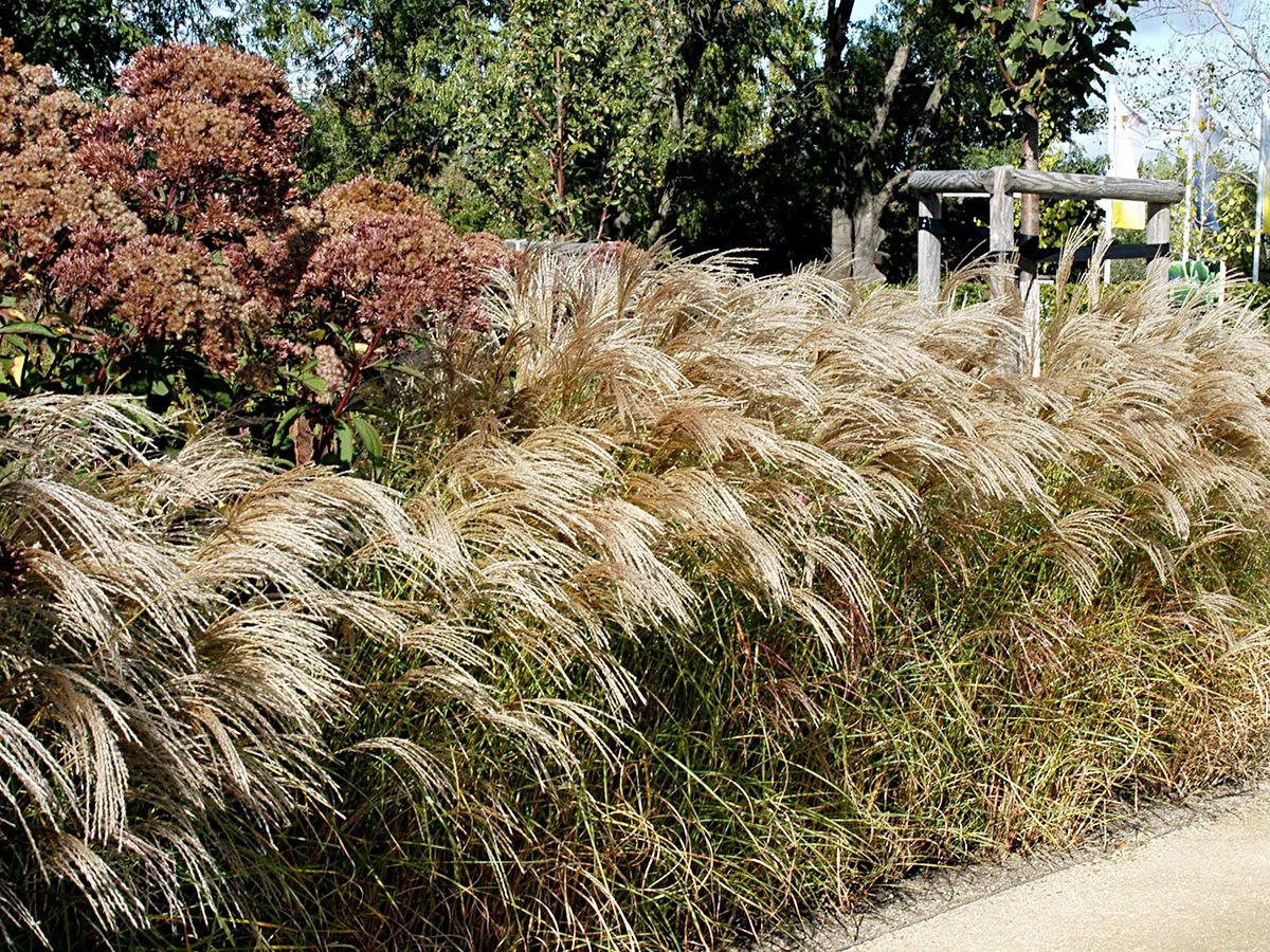 Iarba elefantului "Flamingo" /Miscanthus sinensis Flamingo/ - Gradina Noastra